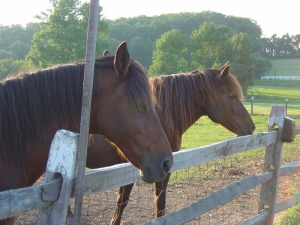 Horses at Alstede's Farm