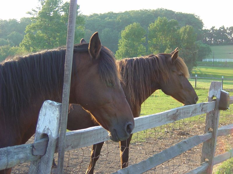 Horses at Alstede