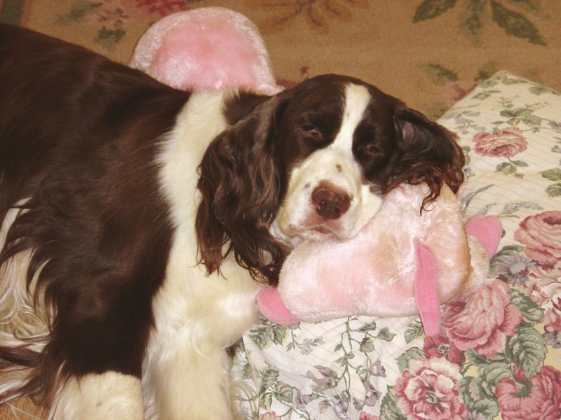 Socrates Rest with Pink Pig