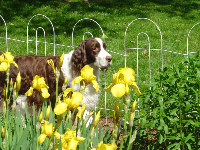 Socrates in Garden - May 2008