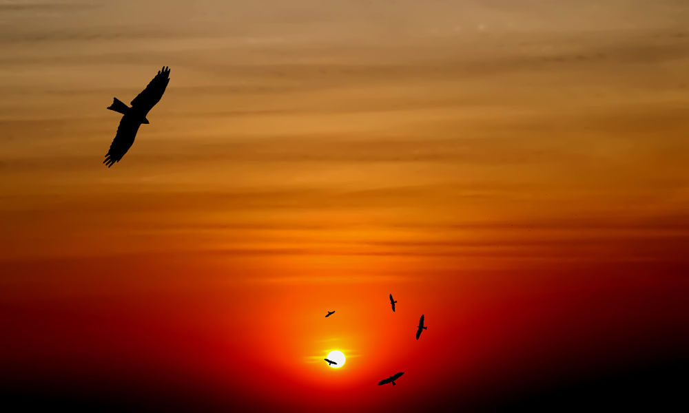 Bird at Sunset