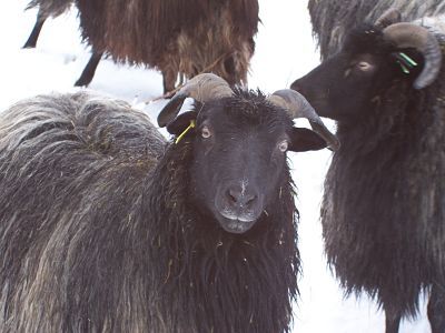 Black Sheep Syndrome