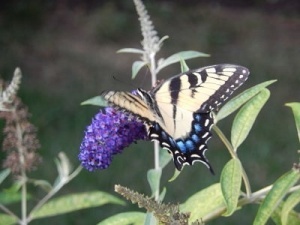 Butterfly in Donna's Garden