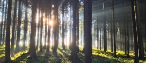 Light through the Forest
