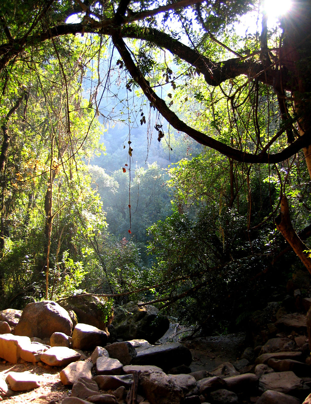  Light in Forest Darkness