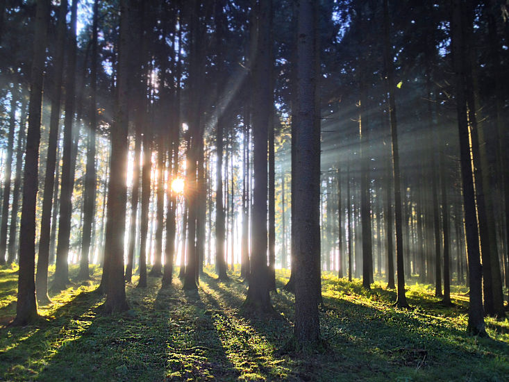 Light through the Forest