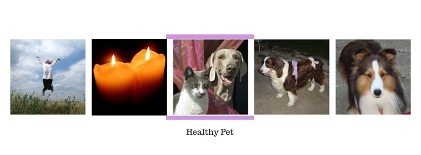 Healthy Pet and Guardian Packages