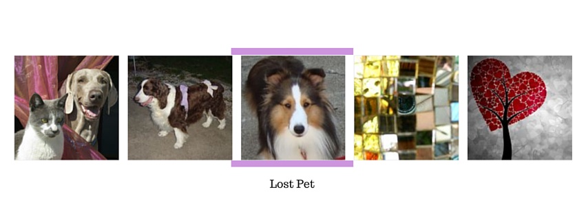 Lost Pet Packages