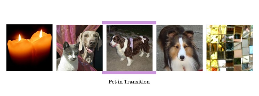 Pets in Transition Packages