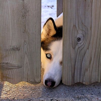 Dog through a Slot