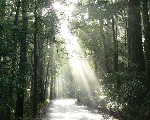 Light in a Forest