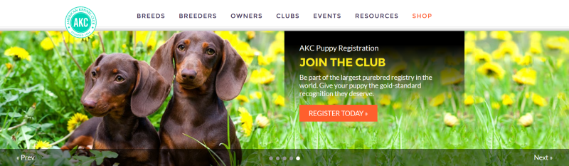 American Kennel Club 