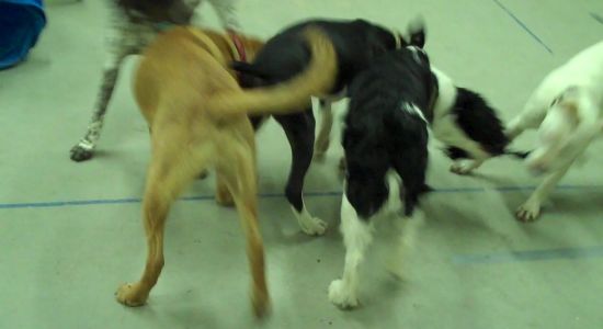 Harry in Puppy Class