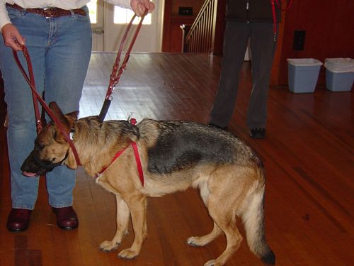 Naomi and harness