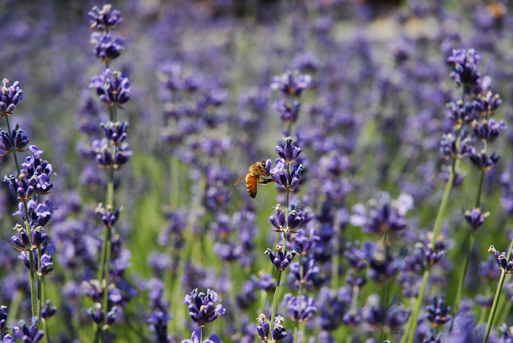 bees-and-lavender