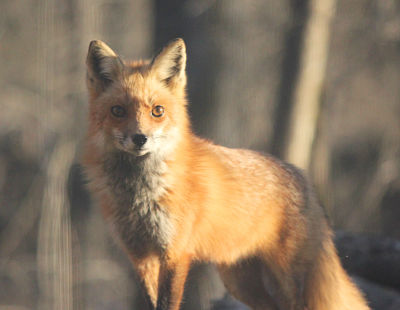red-fox-in-the-wild