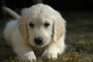 White Puppy