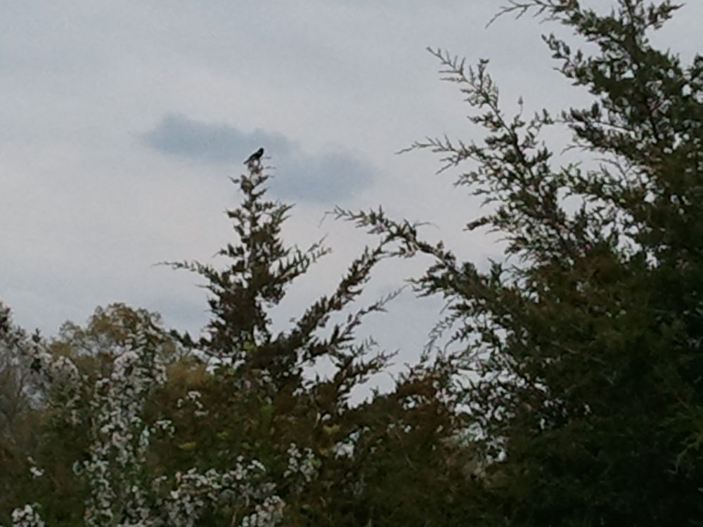 Bird Perched atop a Tree