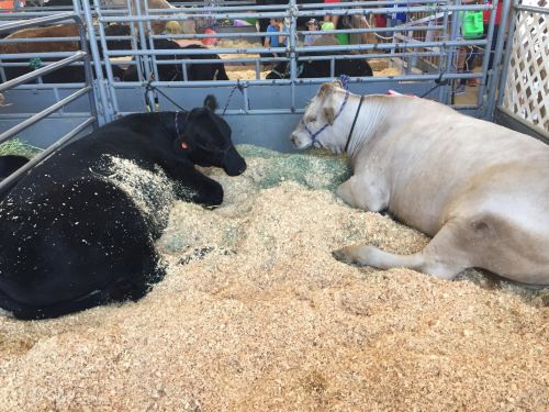 Cows at San Diego Fair