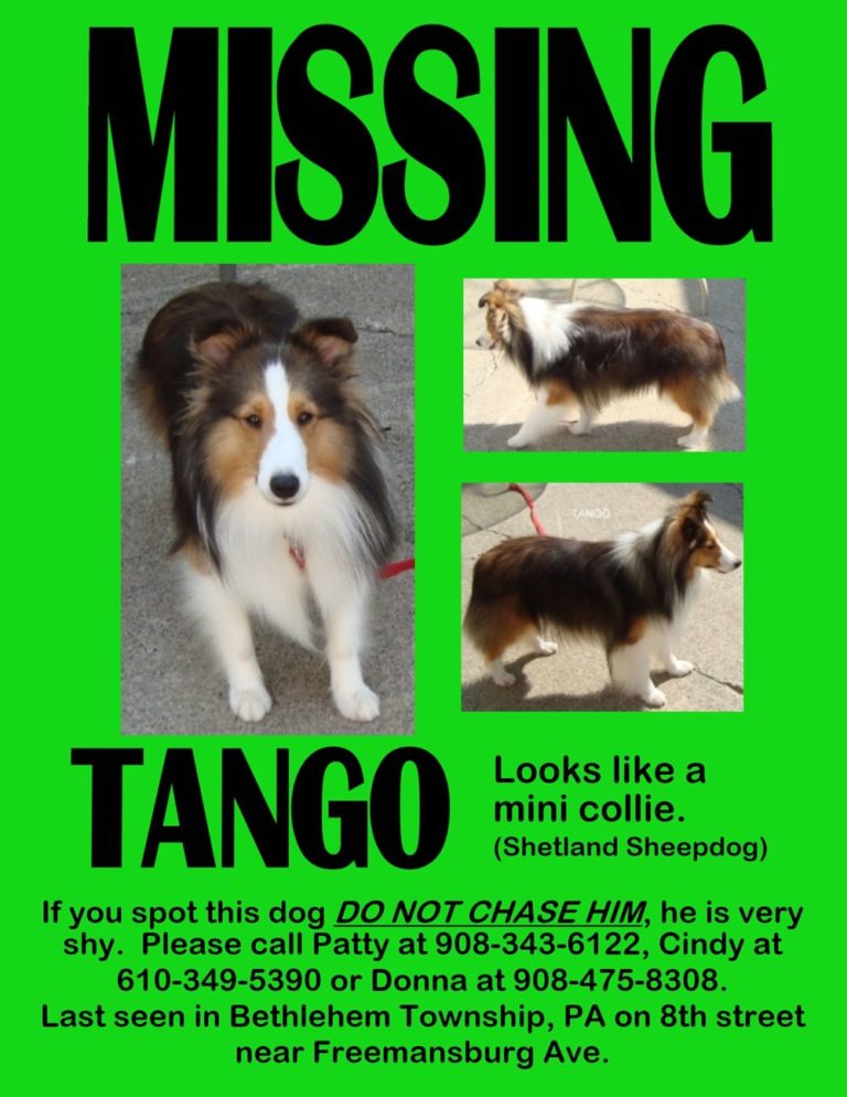 lost-pet-flyer-love-healing-and-miracles