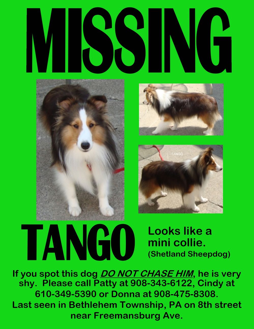 lost-pet-flyer-love-healing-and-miracles