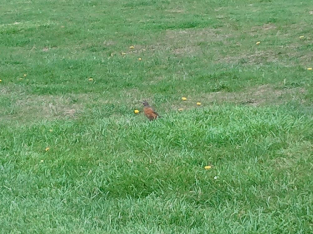 Robin Readbreast