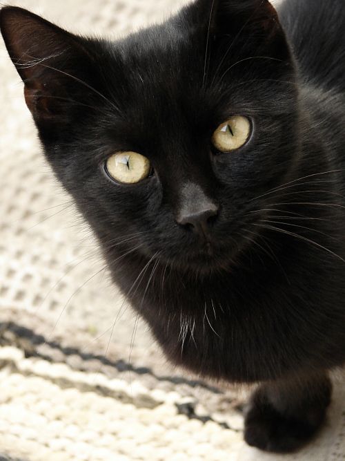 Yellow-eyed black cat
