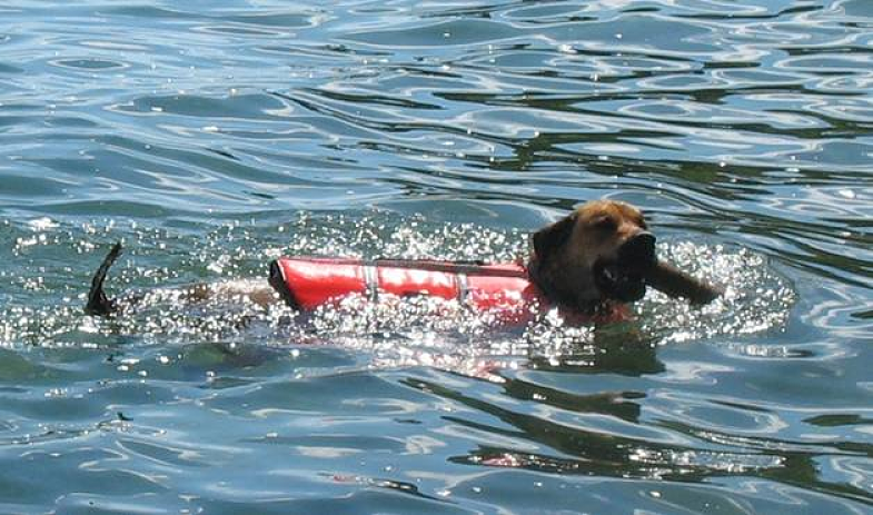 Henry Swimming