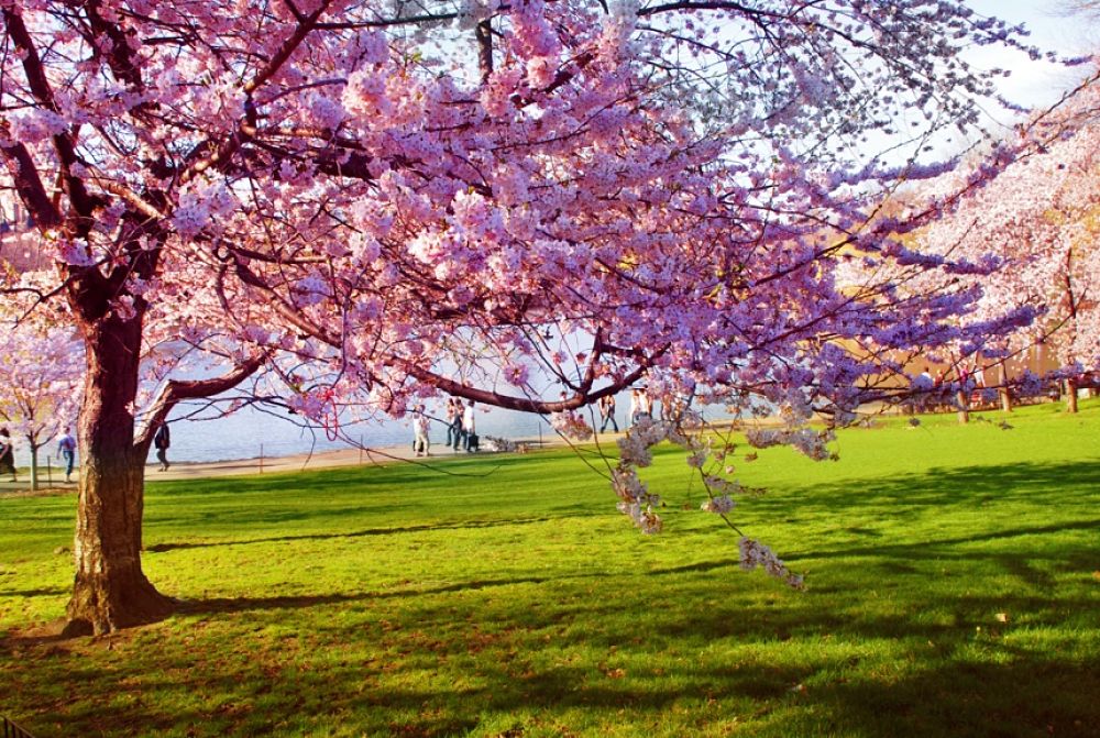 Tree with Flowers