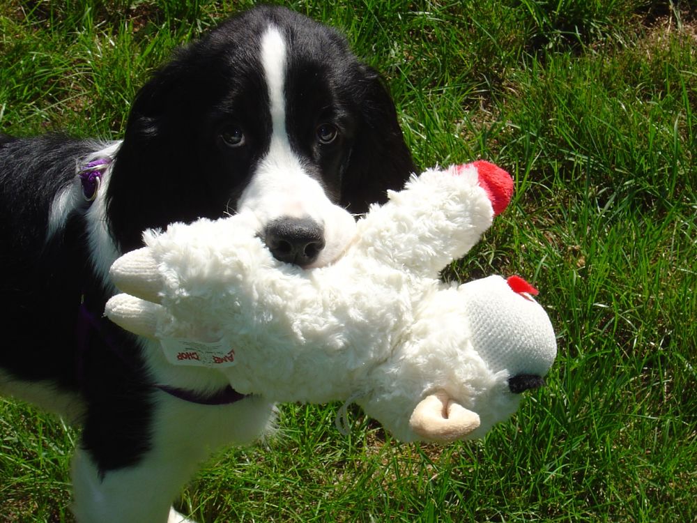 We recently bought our dog Harry a stuffed lamb with a little Christmas hat similar to the one he loved so much when he was just a puppy. It feels like Grace to watch him so happily romp and play with his new toy. Grace can be found in such simple things and also work its magic in ways we never dreamed possible. Photo by Donna El Haber, 2011. All rights reserved.